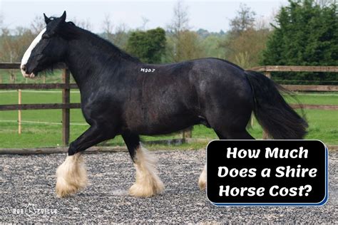 How Much Does a Shire Horse Cost? (Purchase & Keep Expenses)