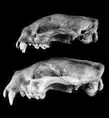 Abe's Animals: Pictures of size differences between the skulls of the ...