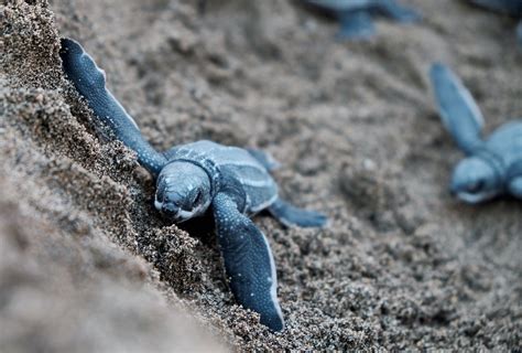 Report: All Seven Leatherback Sea Turtle Populations at High Extinction ...