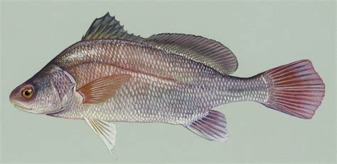 Fish Index: Freshwater Drum (Aplodinotus grunniens)