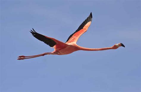 Can Flamingos Fly? | Bird Spot