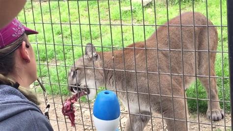 Female Lion Feeding & Training at Austin Zoo (HD) - YouTube