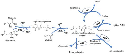 Antioxidants | Free Full-Text | Natural Compounds and Glutathione ...