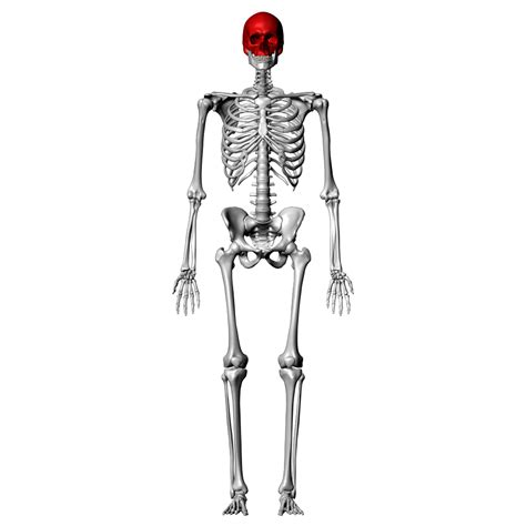 Skull Labeling Quiz