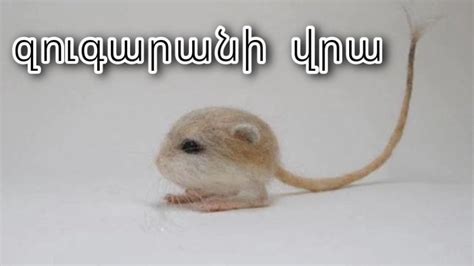 The Baluchistan pygmy jerboa (Salpingotulus michaelis) or dwarf three ...