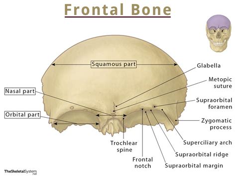 Frontal Bone – Location, Functions, Anatomy, & Diagram