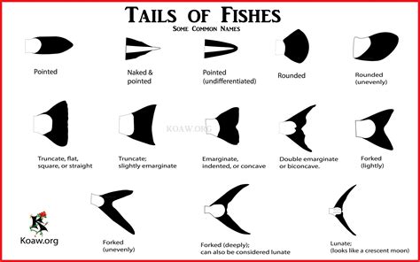 Caudal Fin Types — Koaw Nature