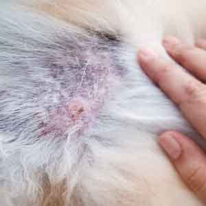 8 Most Common Dog Skin Conditions | ElleVet Sciences