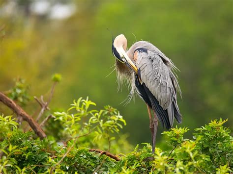 Do Great Blue Herons Migrate? (Everything Explained) | Birdfact