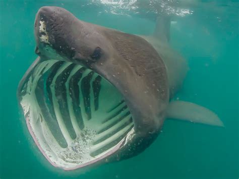 The Basking Shark | California Diving News