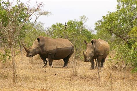 Southern white rhinoceros | Population, Habitat, & Facts | Britannica