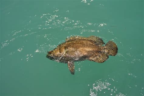 Fish Facts: Tripletail - The Jump