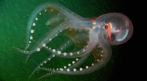 Science Visualized • VITRELEDONELLA RICHARDI: the glass octopus ...