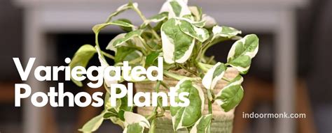 Ultimate Guide To Variegated Pothos Plants - Indoor Monk