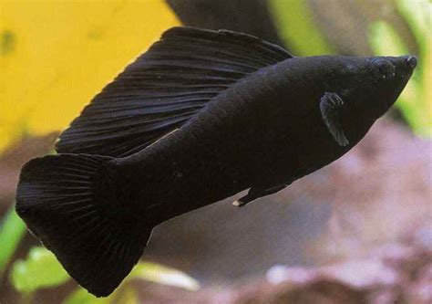 Black Molly Fish Care Guide: Diet, Tank, Breeding & More!