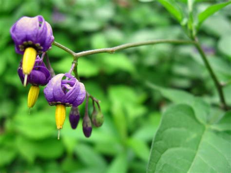 New York City Wildflowers: Bittersweet nightshade