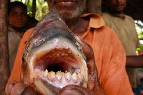 Pacu, The Fish With Very Human Teeth