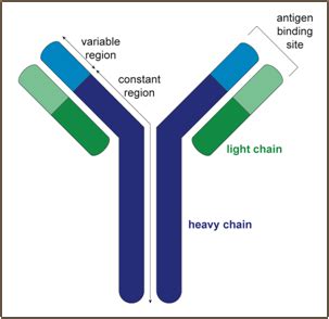 Generation of B-cell / antibody diversity | British Society for Immunology