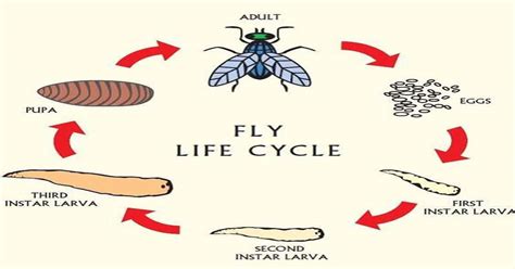 Fly Life Cycle Stages