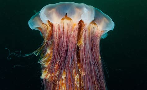 Lion's Mane Jellyfish - Ocean Animals