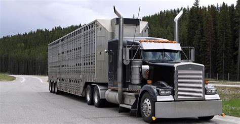 Cattle Hauling Kenworth Truck | Kenworth trucks, Big rig trucks, Big trucks