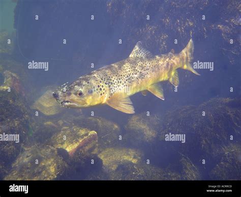 German brown trout hi-res stock photography and images - Alamy