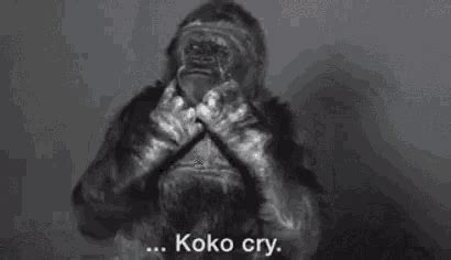 Koko Cry Gorilla GIF - KokoCry Koko Gorilla - Discover & Share GIFs