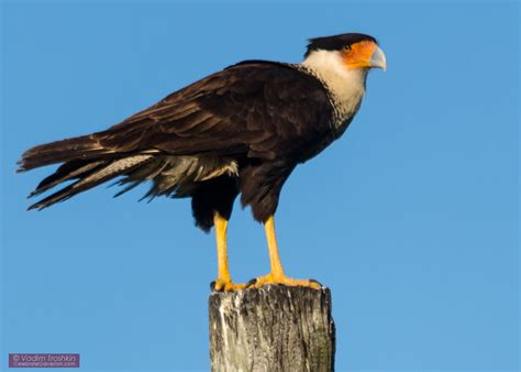 May 1, 2017. Galveston Island. - Blog - celebrategalveston.com