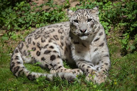 Tracking the Elusive Snow Leopard in India – Just How Hard Are They to ...