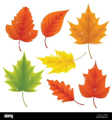 Fall leaves vector set for autumn season and seasonal elements with ...