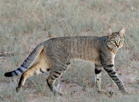 Wild Cats Of Africa | African wild cat, Wild cats, Small wild cats