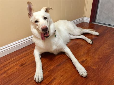 Reddit meet Kenda the year old white German Shepard/ Lab mix that we ...