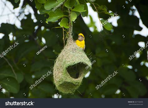 Weaver Bird Nest