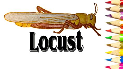 Locust Drawing at PaintingValley.com | Explore collection of Locust Drawing