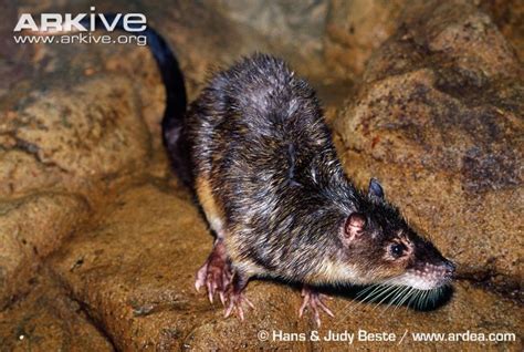 Australian Water Rat, Hydromys chrysogaster (Rodentia, Myomorpha ...