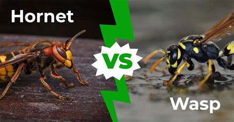 Hornet vs Wasp - How to Tell the Difference in 3 Easy Steps - A-Z Animals