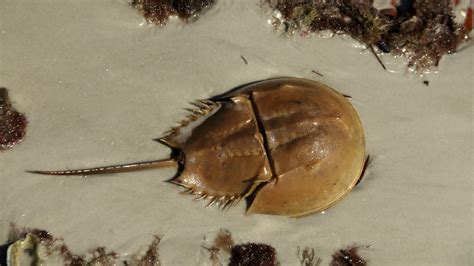 Crash: A Tale of Two Species | Horseshoe Crab Anatomy | Nature | PBS