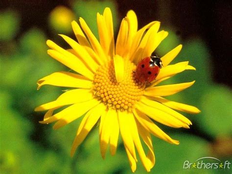 🔥 Download Ladybug On Sunflower Theme by @margaretbriggs | Cartoon ...