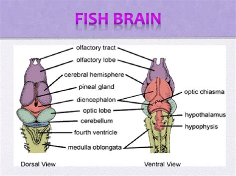 PPT - Subphylum Vertebrata PowerPoint Presentation, free download - ID ...