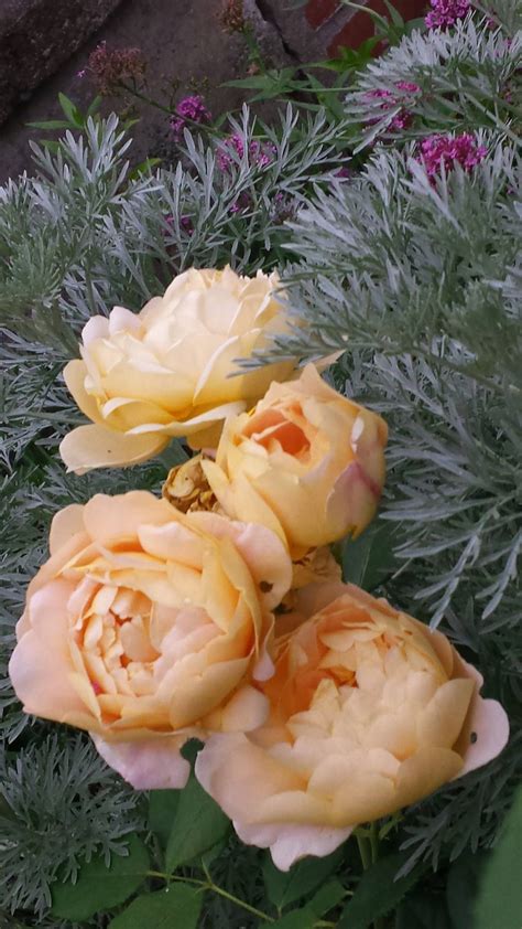 Golden celebration rose | Golden celebration rose, Rose, Garden