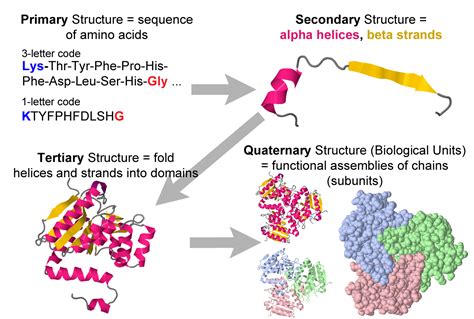 Protein primary, secondary, tertiary and quaternary structure ...