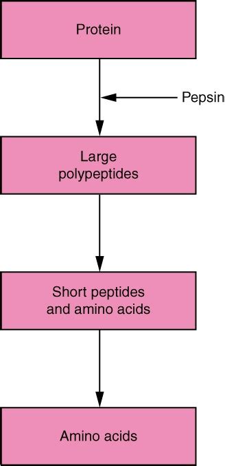 Chemical Digestion and Absorption: A Closer Look | Anatomy and ...