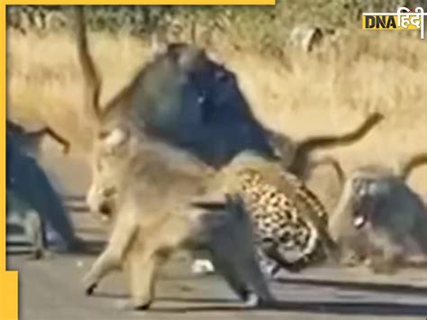 Leopard Attack Video: तेंदुए ने किया बंदरों के झुंड पर हमला, जंगल के ...