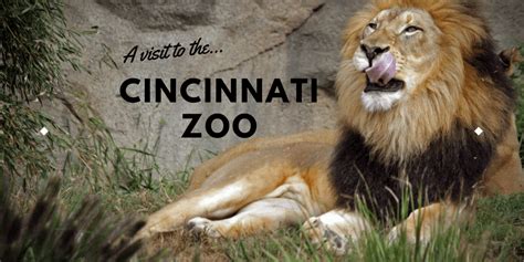 A Visit to the Cincinnati Zoo (Yes, We Saw Fiona!) - Everyday Wanderer