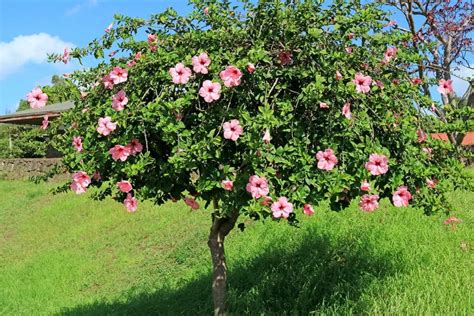 Hibiscus Tree Care & Growing Guide