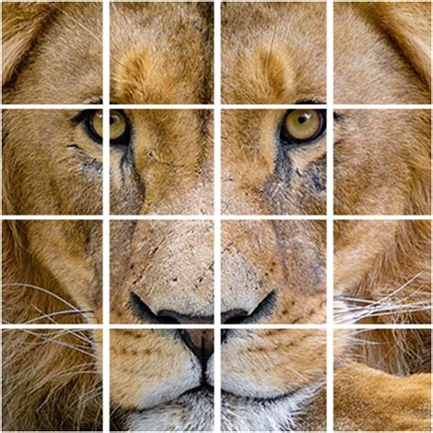 Lion Pictures-Lioness animals Puzzle Game | Fotos de león, Animales, Lion