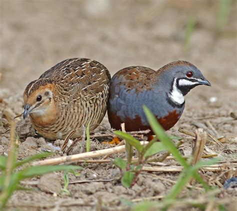 Chinese Painted Quail Eggs for sale in UK | View 35 ads