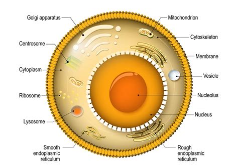 Which Plant Cell Types Must Be Dead To Become Fully Functional / 5 1 ...