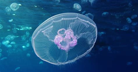 Moon Jellyfish facts, habitat, size and sting of Saucer jellyfish