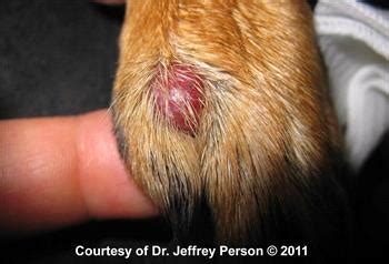 Cutaneous Histiocytoma In Dogs | Kingsdale Animal Hospital